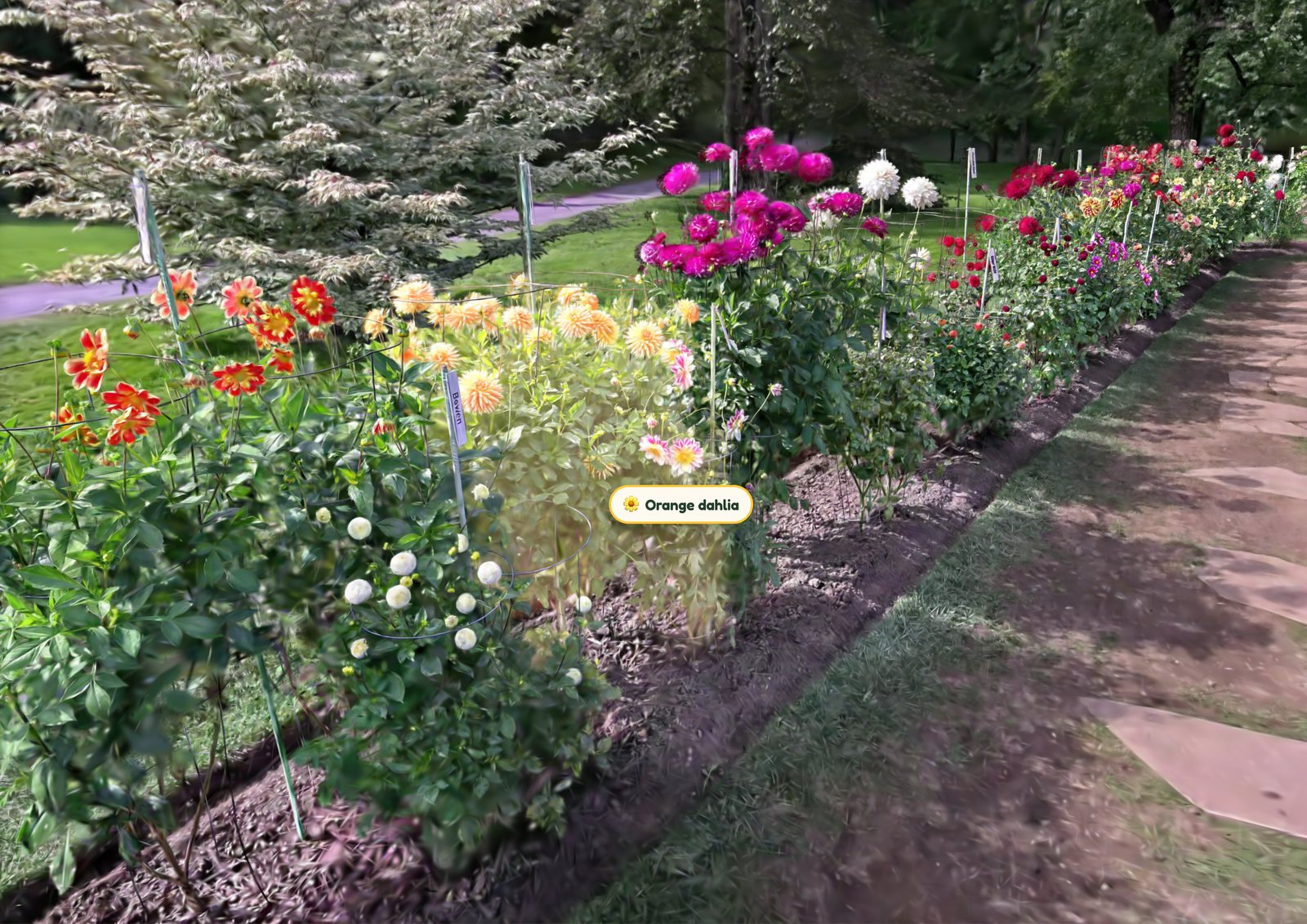 Garden splat with a stepping-stone path beside a dahlia border